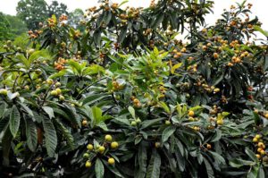 Loquat fruit benefits 