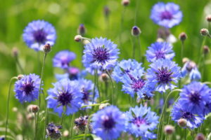 Blue Cornflower Benefits