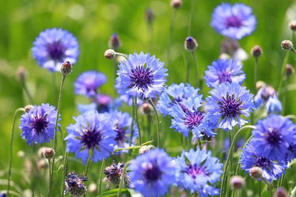Blue Cornflower benefits