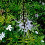 BENEFITS OF JAVA TEA