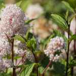 New Jersey Tea Benefits
