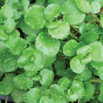 Watercress benefits