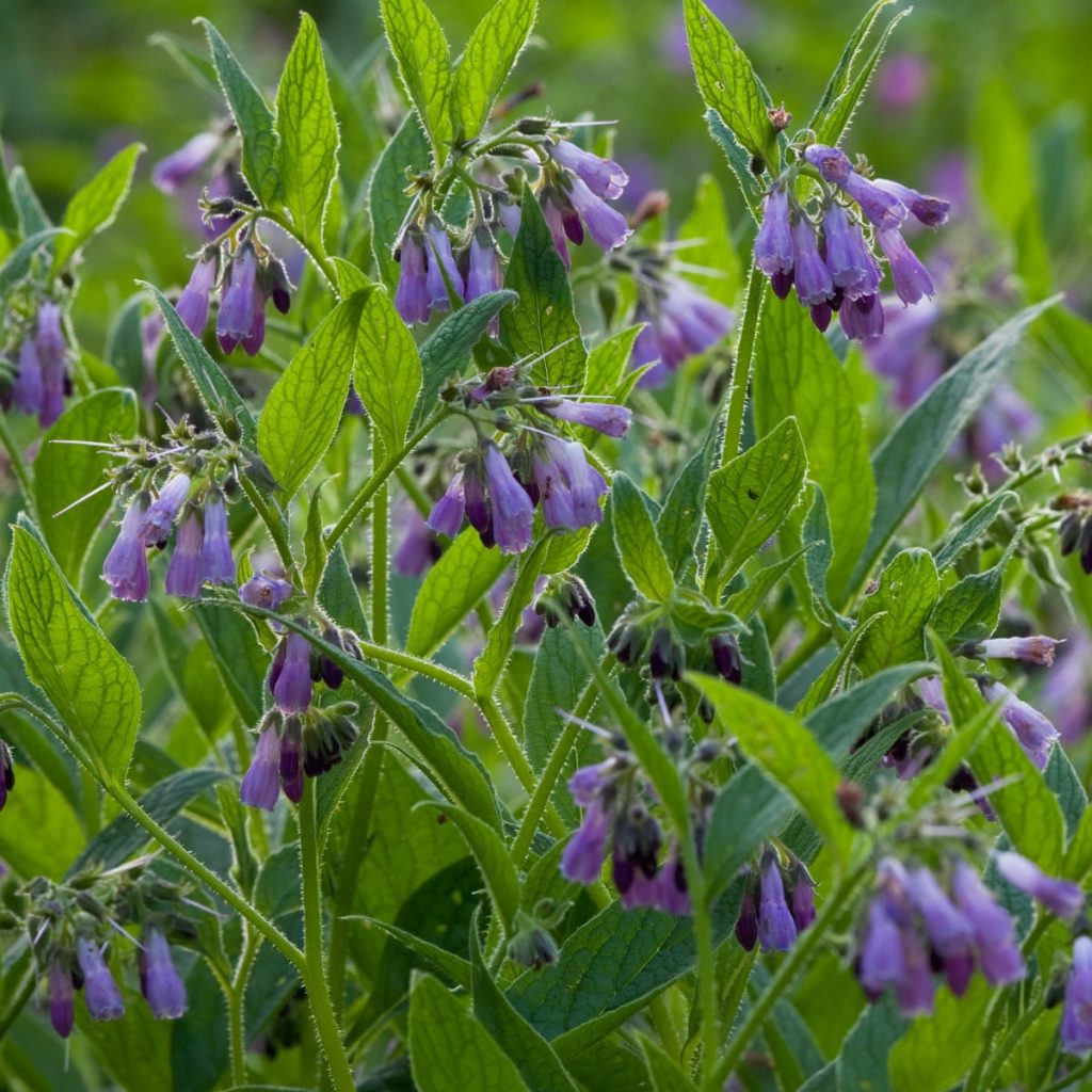 Comfrey benefits