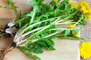 Dandelion Healing Properties