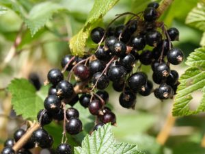 Blackcurrant and its benefits