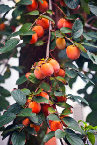 persimmon tree 
