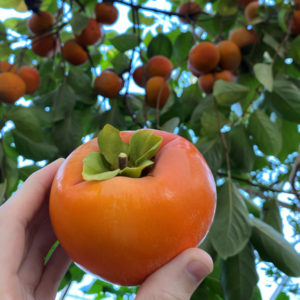 Persimmon Benefits