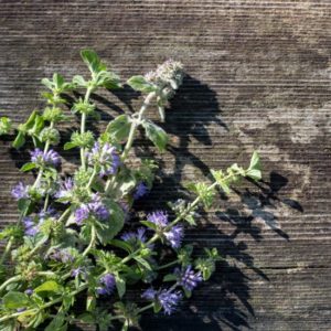 Benefits of Pennyroyal