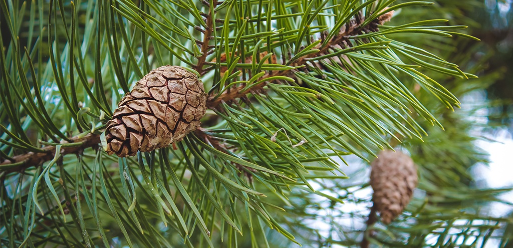 Pine Tree health benefits