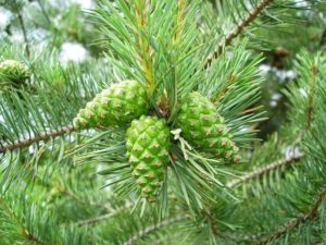 Pine tree and its health benefits