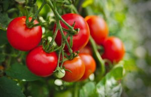 Tomatoes and its health benefits