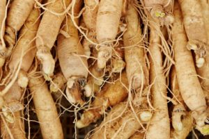 Ginseng is a powerful medicinal plant