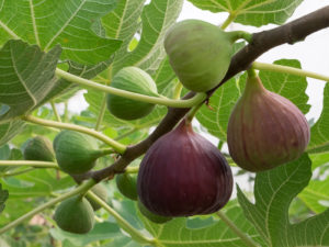 Figs Benefits
