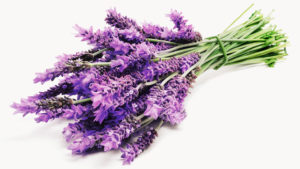 Uses of Lavender flower