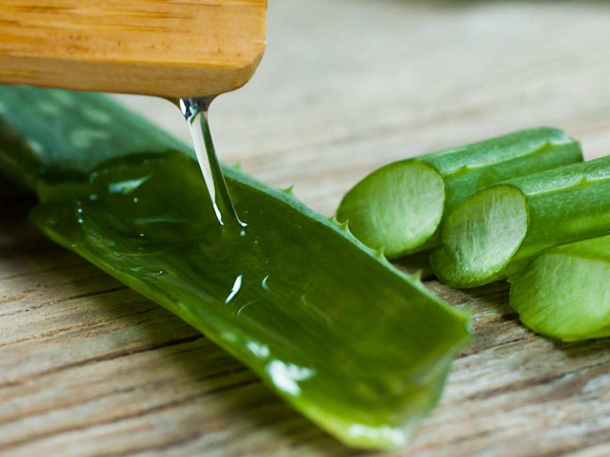 Health benefits of aloe vera plant