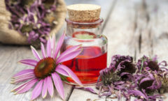 Echinacea Benefits for skin