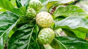 benefits of noni leaves and fruits 