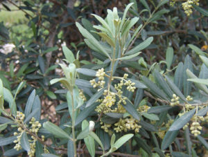 Olive plant 