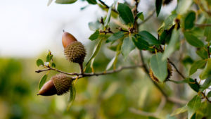 Fresh Acorns