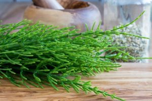 Health Benefits of Horsetail