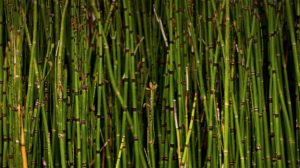 Health Benefits of Horsetail