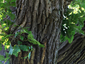 Oak Tree Benefits