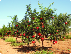 Benefits of eating pomegranate