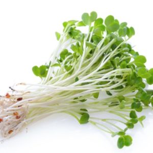 Alfalfa-Sprouts