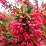 Berberis Vulgaris Benefits