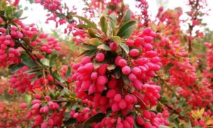 Berberis Vulgaris Benefits