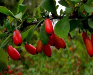 Berberis Vulgaris Benefits 