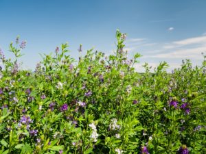 Alfalfa Sprouts Benefits 