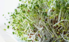 Alfalfa Sprouts Benefits and foods to make bones stronger