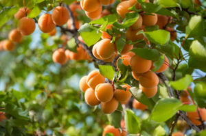 Benefits of eating apricot