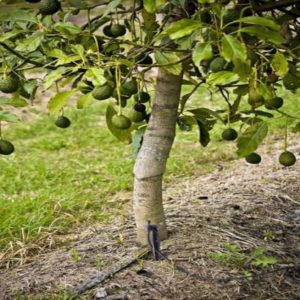 Avocado plant with avocado fruits