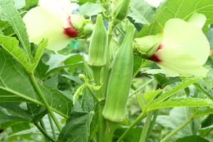 Benefits of eating raw okra