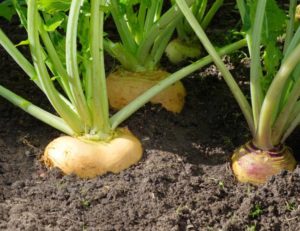 Benefits of Eating Turnips