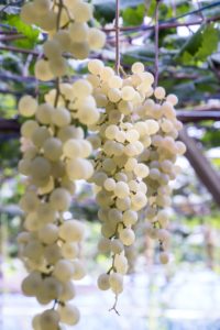 White Grapes Juice Benefits 