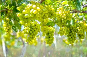 White Grape Juice benefits 