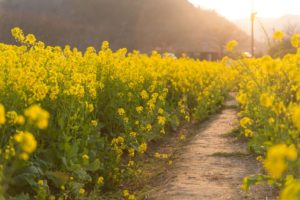 mustard farm