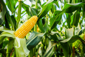 Benefits of Eating Corn
