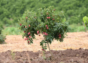 Litchi plant