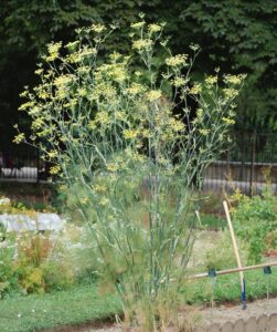 Fennel Seeds Benefits 