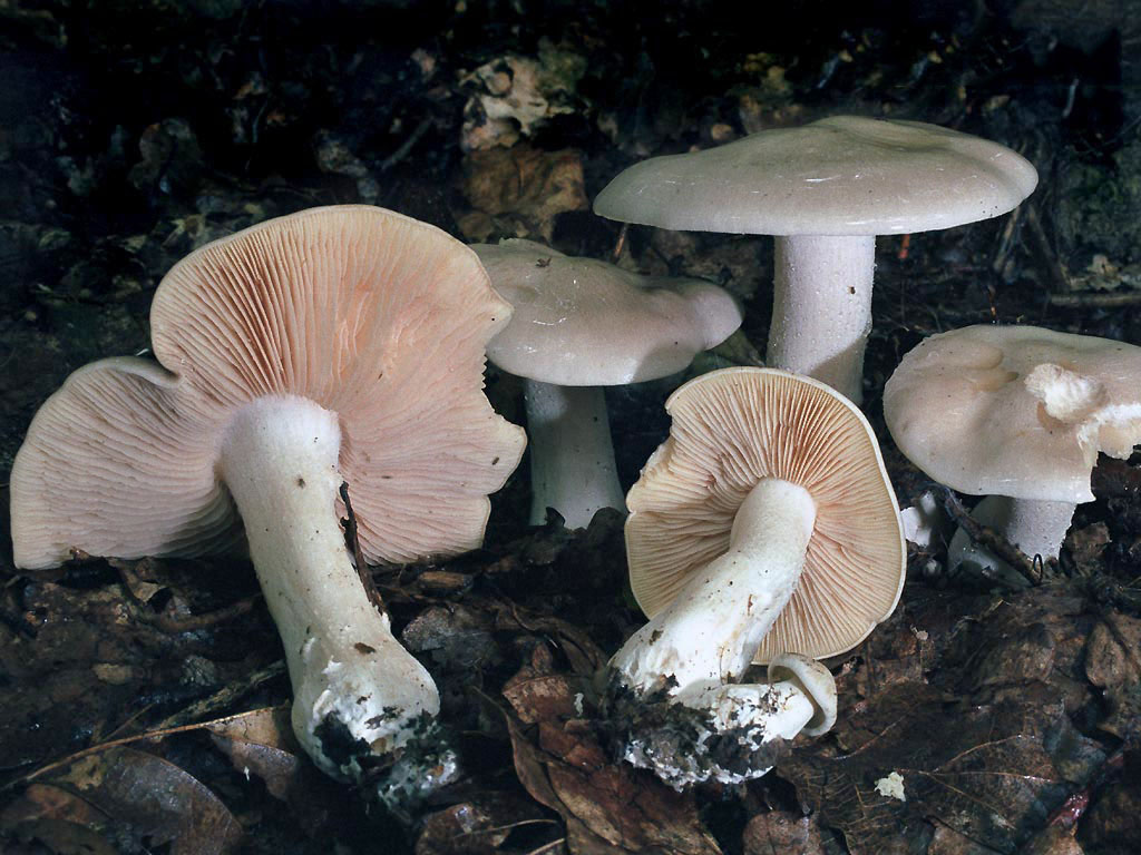 Deadly Mushrooms