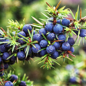 Health Benefits of Juniper Berries 