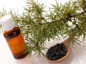 Health Benefits of Juniper Berries