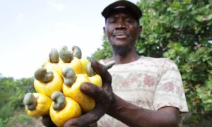 Cashew Fruit Benefits 