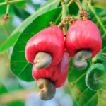 Cashew Fruit Benefits