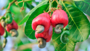 Cashew Fruit Benefits