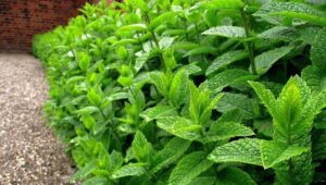 Health Benefits of Peppermint 
